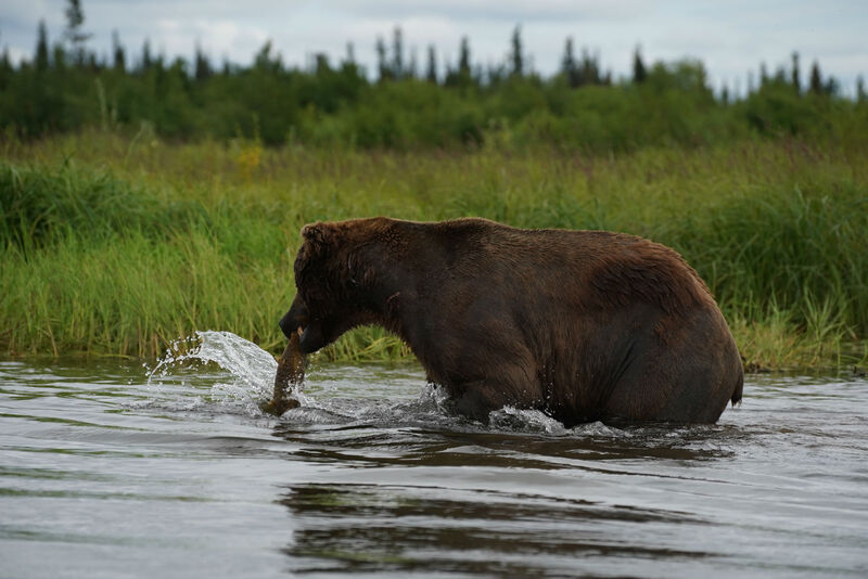 Angler's Alibi, Alaska - Bear eating a Salmon