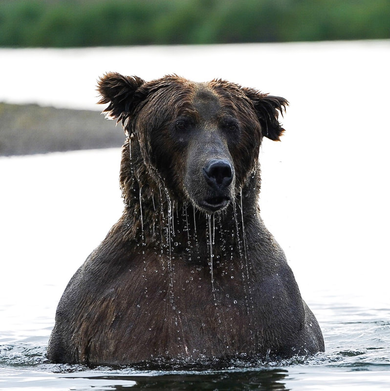 Alagnak River Bear